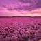 Pink Yarn Field - besplatni png animirani GIF