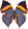 Kaz_Creations Butterfly - gratis png animeret GIF
