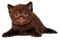 gala animals cat - ücretsiz png animasyonlu GIF