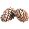 Pine Cone - 免费PNG 动画 GIF