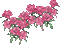 цветы - 無料のアニメーション GIF アニメーションGIF