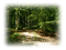 bosque - 免费PNG 动画 GIF