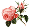 vintage roses - besplatni png animirani GIF