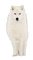 wolf katrin - zadarmo png animovaný GIF