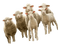 овцы - GIF animado grátis