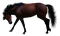 aze cheval marron Brown - gratis png animeret GIF