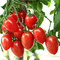 tomaten milla1959 - Free animated GIF Animated GIF