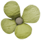 Flower Blume Burlap Button Knopf green - безплатен png анимиран GIF