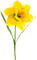 Daffodil.Yellow - Free PNG Animated GIF
