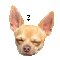 Dog - Bezmaksas animēts GIF animēts GIF