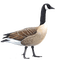 duck katrin - δωρεάν png κινούμενο GIF