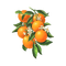 kikkapink deco scrap oranges orange fruit - PNG gratuit GIF animé