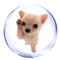 dog bubble - gratis png animeret GIF