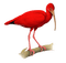 Oiseau ! - bezmaksas png animēts GIF