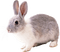 Kaz_Creations Rabbit - Free PNG Animated GIF