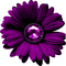 Flower.Purple - PNG gratuit GIF animé