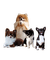 Chihuahua/Chihuahua - png gratuito GIF animata
