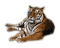 tigre dubravka4 - Nemokamas animacinis gif