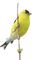 oiseau - zadarmo png animovaný GIF
