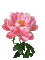 Peonie, rosa-pink, Blumen - Gratis animerad GIF animerad GIF