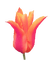 Tulip - PNG gratuit GIF animé