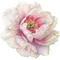 fleur pivoine - bezmaksas png animēts GIF