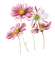 kikkapink deco scrap vintage pink flowers - PNG gratuit GIF animé