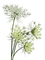 Dandelion.Pissenlit.Fleurs.Flowers.Victoriabea - PNG gratuit GIF animé