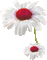 Flowers dm19 - GIF animate gratis GIF animata