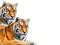 tigres - zdarma png animovaný GIF