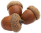 acorn - PNG gratuit GIF animé