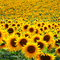 Rena Sunflowers Sonnenblumen Hintergrund