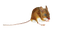 mouse katrin - Free PNG Animated GIF