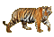tiger - Darmowy animowany GIF animowany gif