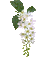 flowers white bp