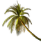 palm by nataliplus - bezmaksas png animēts GIF