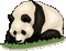 panda bear - Darmowy animowany GIF animowany gif