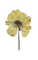 dry flower Bb2 - ilmainen png animoitu GIF