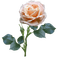 ruusu, rose