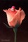 BB( rose) - GIF animado grátis