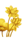nbl-gold lotus - gratis png geanimeerde GIF