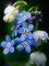 FLOWERS - Darmowy animowany GIF animowany gif