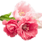 blommor-flowers-rosa - png grátis Gif Animado