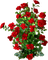 roses - zadarmo png animovaný GIF