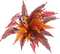 Rama de otoño - PNG gratuit GIF animé