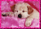 dog - GIF animado grátis