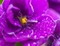 fleur mauve - PNG gratuit GIF animé