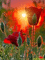 Fleur.Cheyenne63 - Bezmaksas animēts GIF animēts GIF