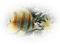 Poisson - 免费PNG 动画 GIF