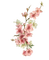 fleurs cerisier - 無料png アニメーションGIF